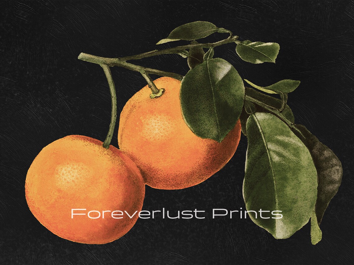 Moody Clementine Orange Branch Still Life Citrus Fruit Botanical Art Print - Image 2