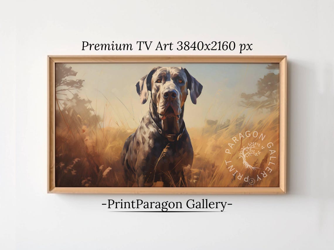 Great Dane Portrait Blue Merle Dog Standing Golden Wheat Field Poster