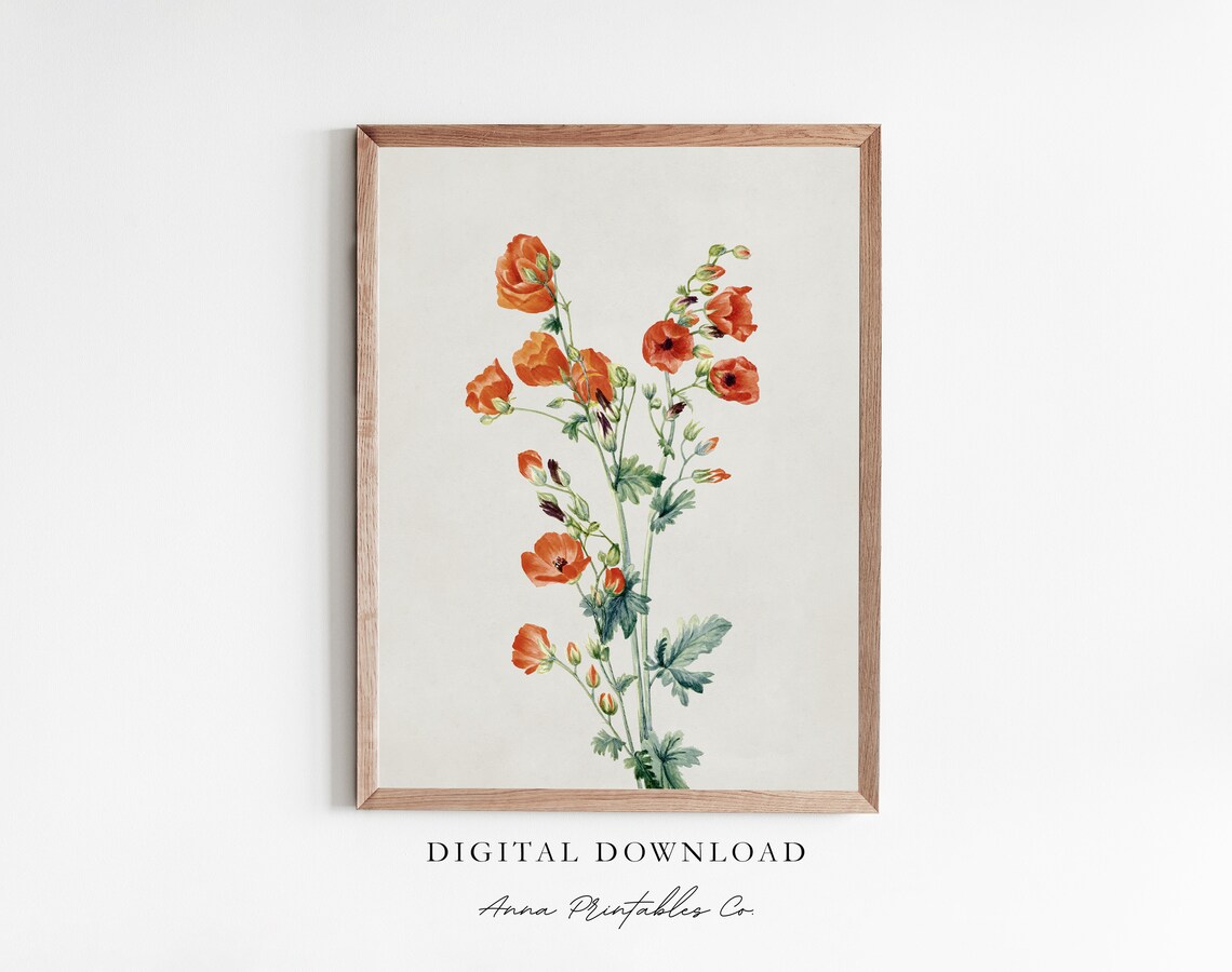 Scarlet Globe Mallow Antique Flower Art Print