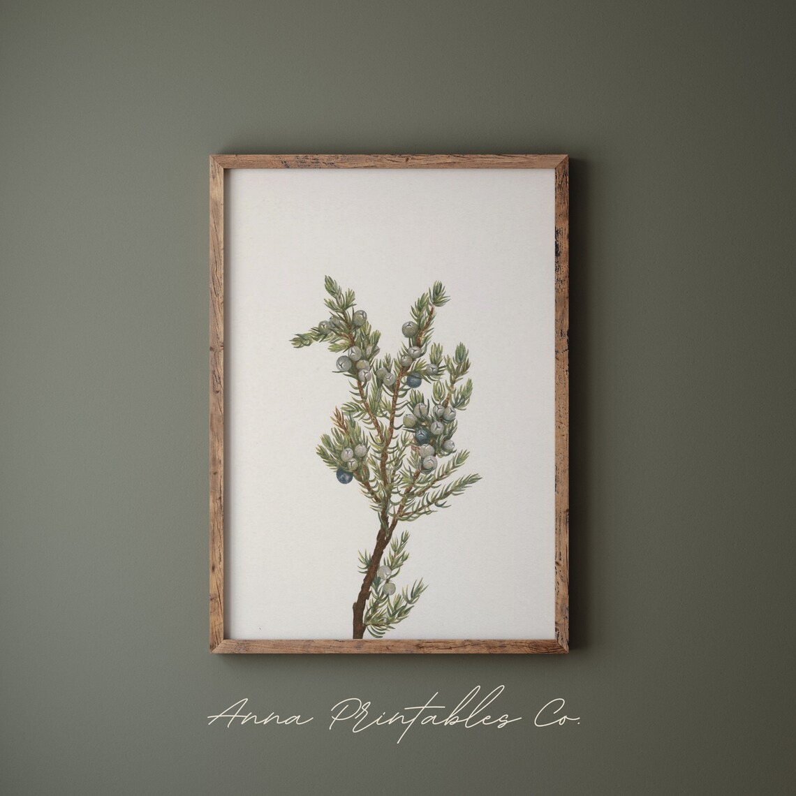 Evergreen Juniper Branch Botanical Illustration Winter Poster - Image 2