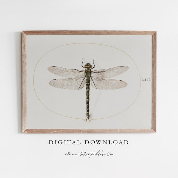 Vintage Dragonfly Illustration Art Print, Antique Aesthetic
