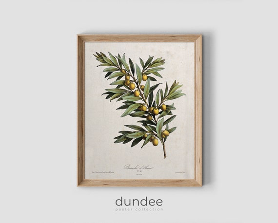 Olive Branch Vintage Print Olive Tree Painting Vintage Still Life Neutral Tone Vintage Wall Art Rustic Farmhouse Decor