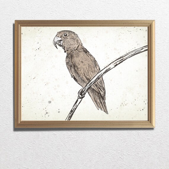 Parrot Perched On Branch Sketch Safari Bird Vintage Art Poster
