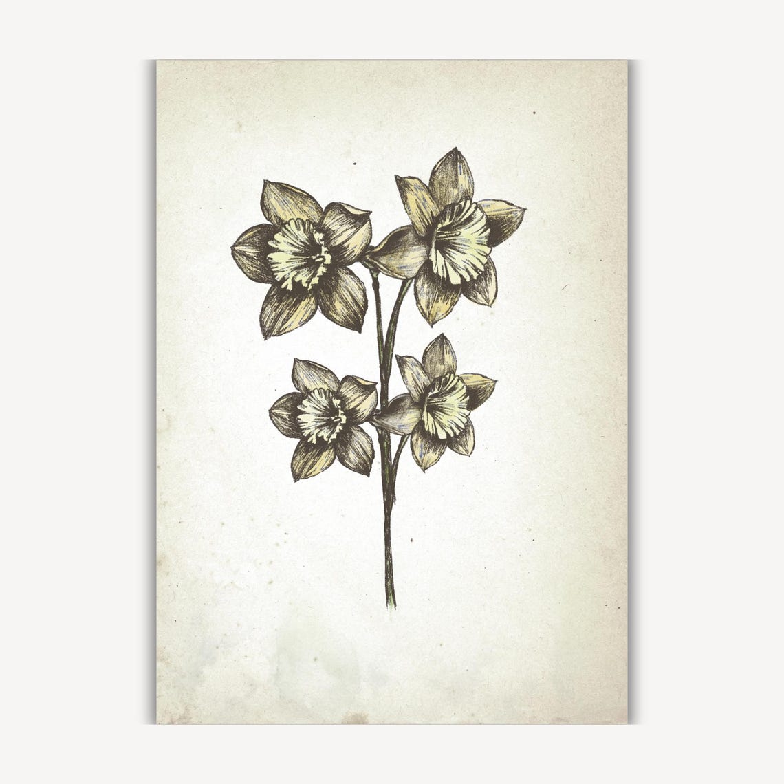 Four Daffodil Blooms On One Tall Stem Botanical Sketch Wall Art Piece - Image 3