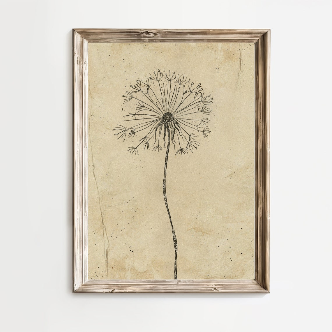 Dandelion Seed Head Fine Ink Line Sketch On Vintage Botanical Wall Art