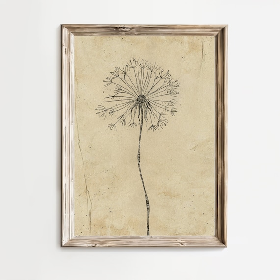 Dandelion Seed Head Fine Ink Line Sketch On Vintage Botanical Wall Art