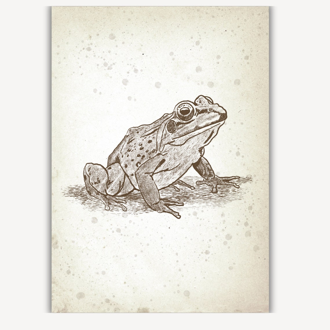 Spotted Frog Sitting Sketch Vintage Woodland Nursery Art Poster - Image 2
