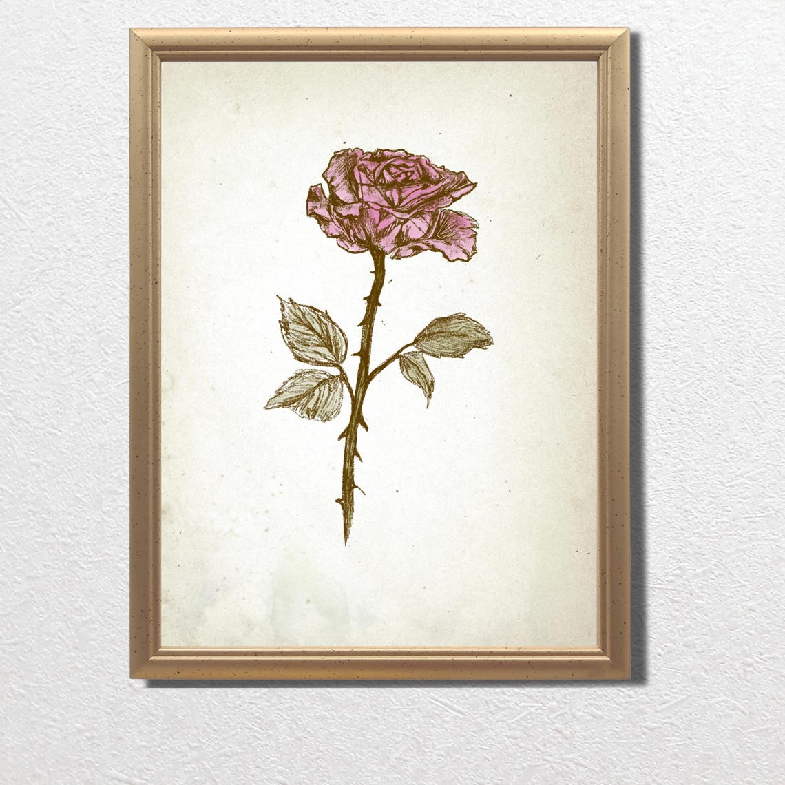 Single Pink Rose Botanical Sketch Vintage Floral Gallery Wall Art