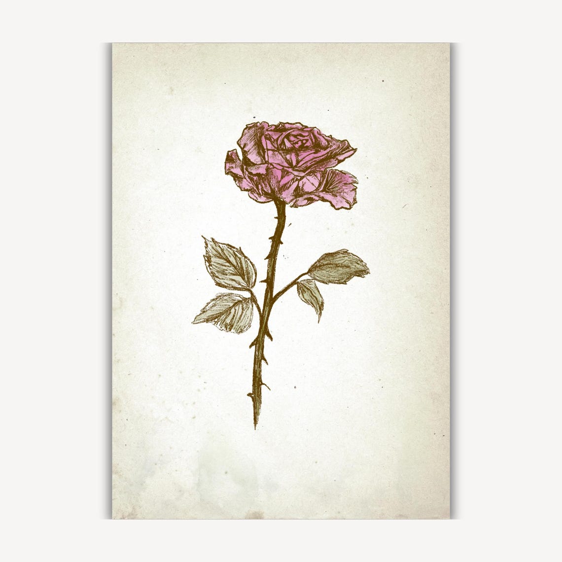Single Pink Rose Botanical Sketch Vintage Floral Gallery Wall Art - Image 3