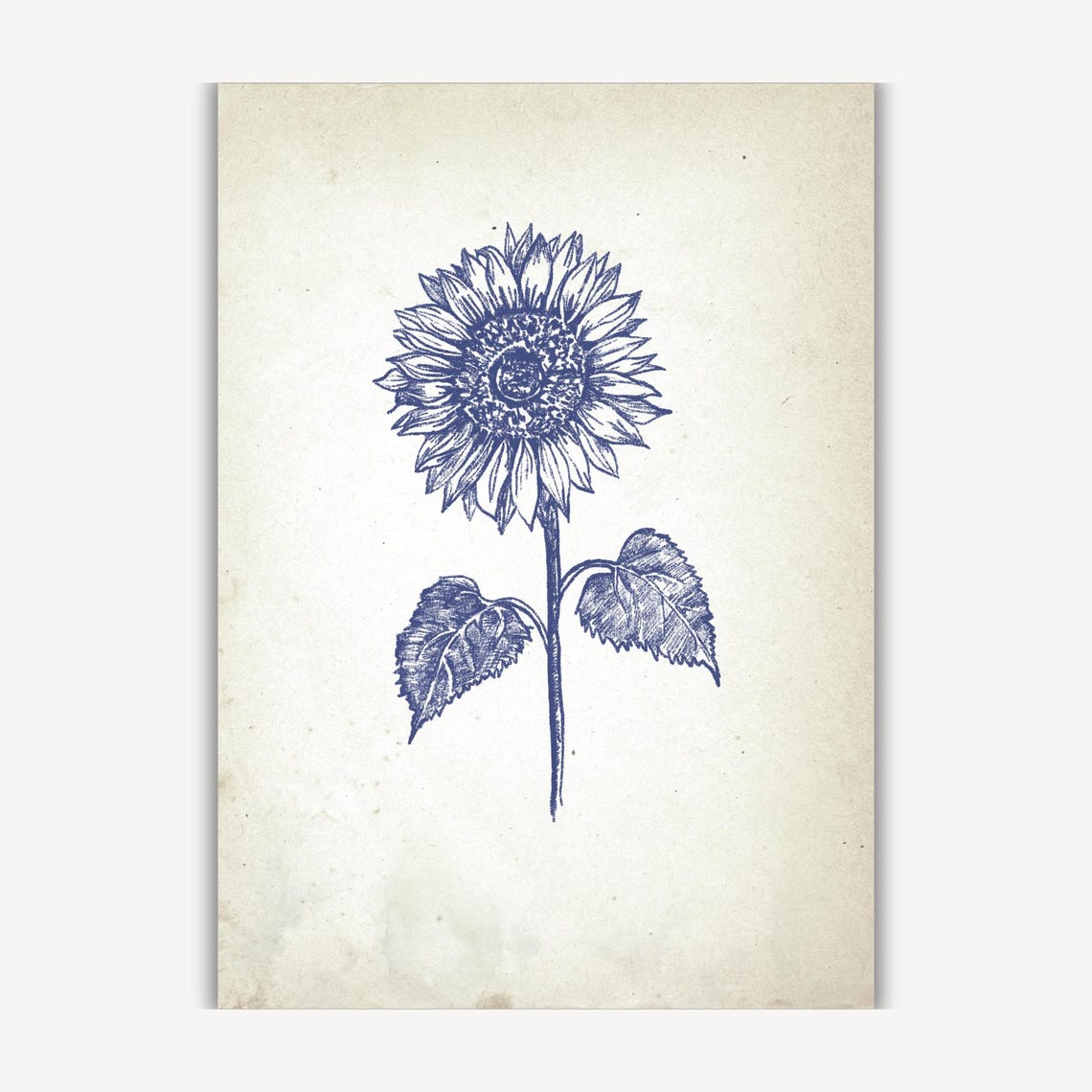 Blue Ink Sunflower Botanical Sketch In Vintage Floral Style Poster - Image 3