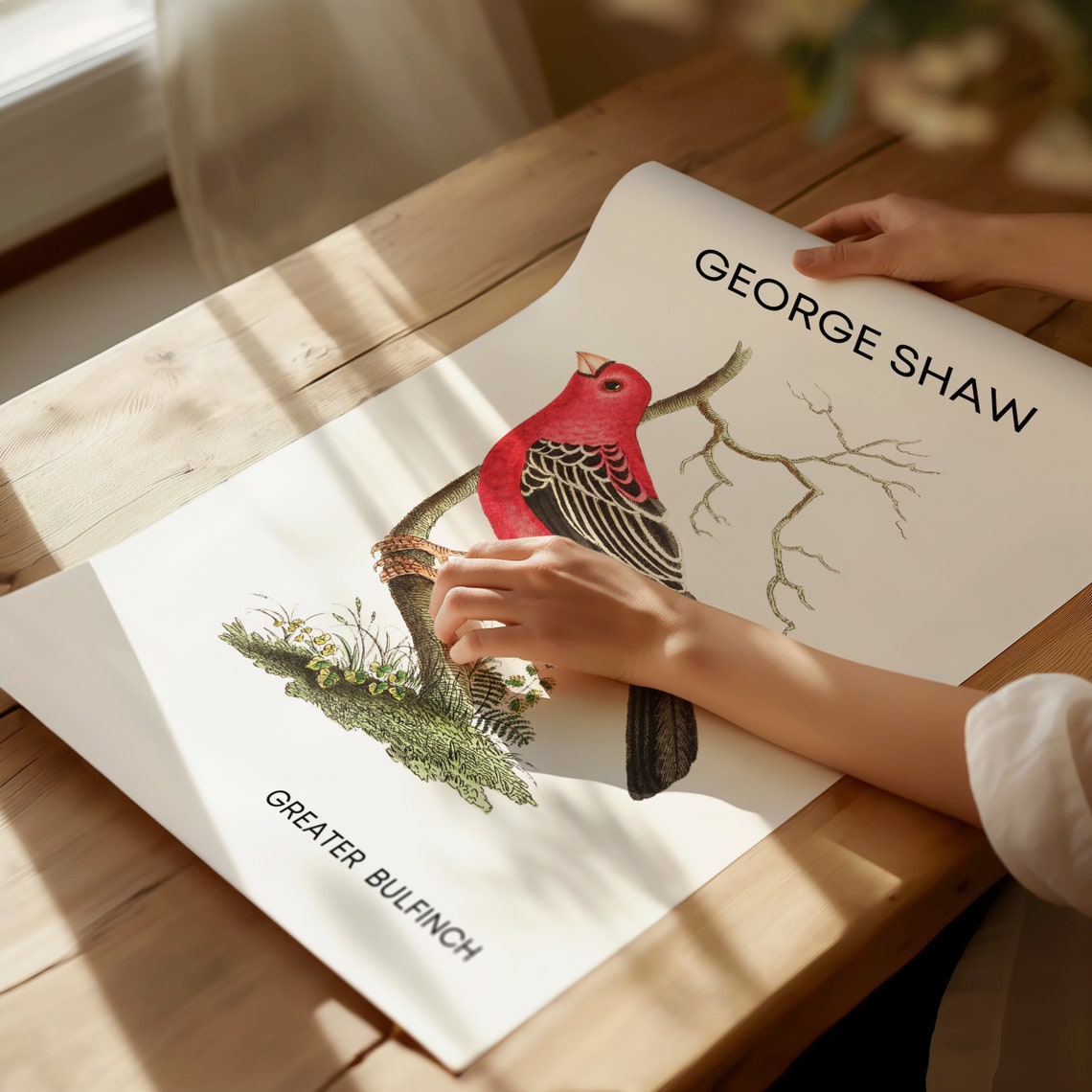 George Shaw Greater Bulfinch Vintage Crimson Finch Bird Poster - Image 2