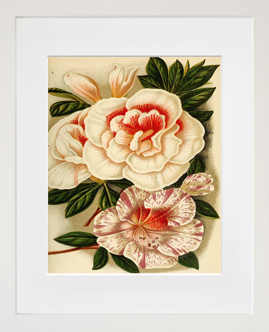 Azalea Blossom Vintage Botanical Flower Illustration Poster Decor