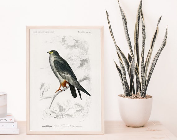 Bird Illustrations Red Foot Falcon Poster Art Charles Dessalines D Orbigny Botany Home Decor