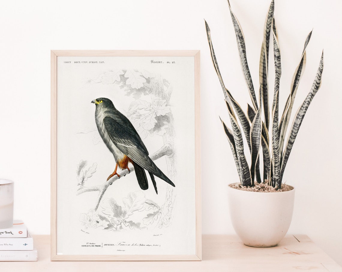 Bird Illustrations Red Foot Falcon Poster Art Charles Dessalines D Orbigny Botany Home Decor