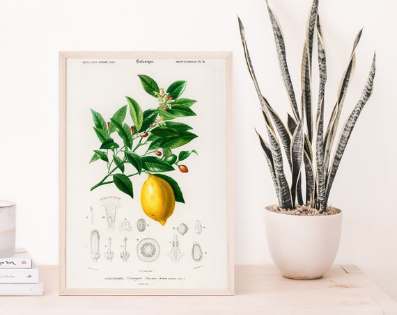 Lemon Wall Print Botanical Illustration Vintage Art Bedroom Decor Kitchen