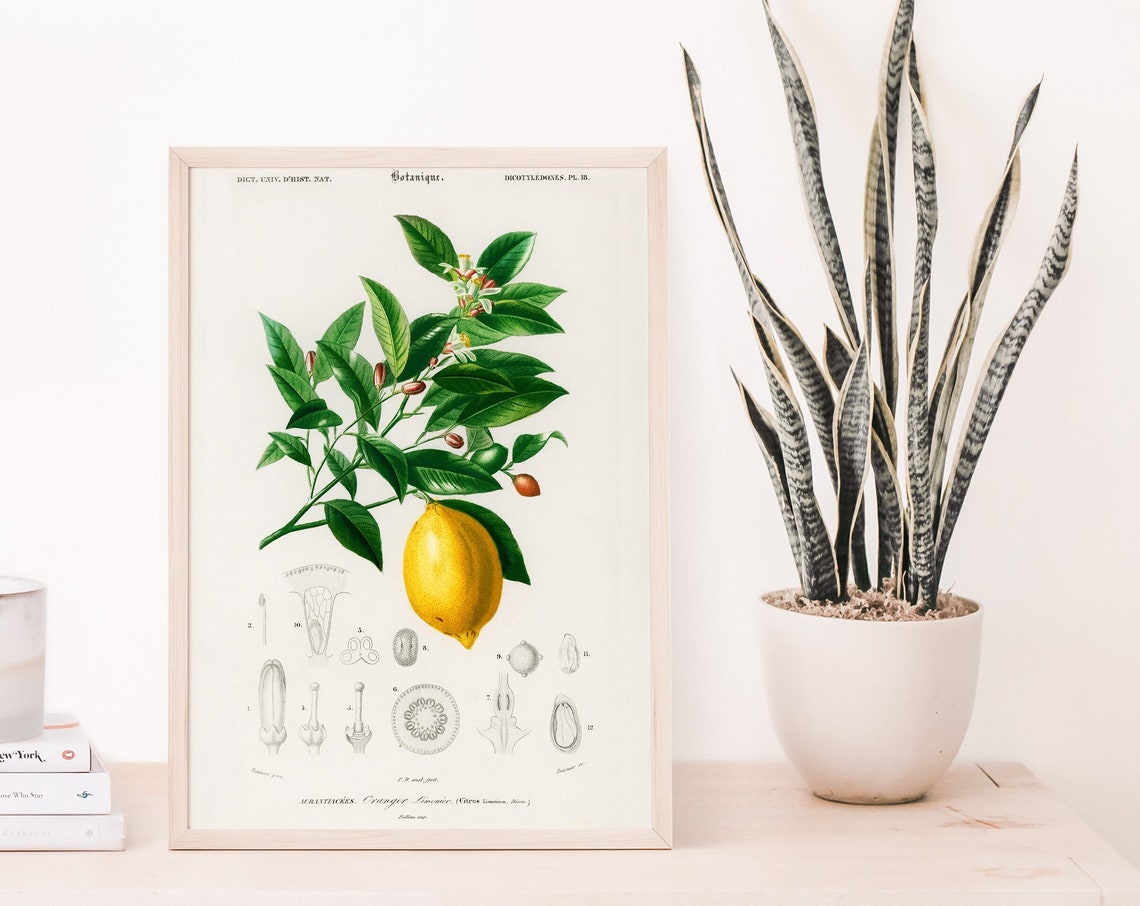 Lemon Botanical Illustration Citrus Tree Vintage Kitchen Decor Poster