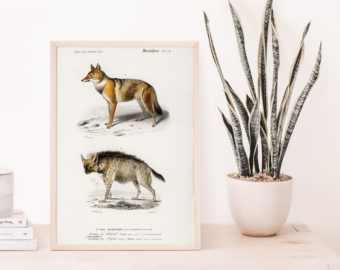 Vintage Jackal And Striped Hyena French Natural History Wall Art