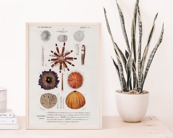 Ocean Wall Art Shell Print Decor Animal Illustrations Kitchen Classroom Charles Dessalines D Orbigny