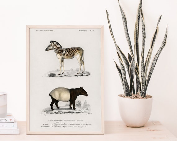 Animal Illustration Print Zebra Wall Art And Tapir Antique Painting Vintage Poster Decor