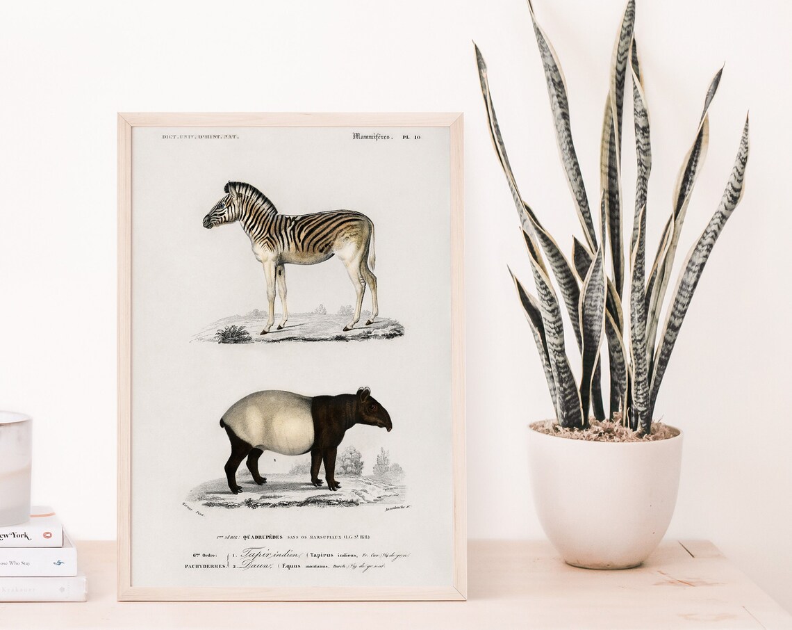 Vintage Malayan Tapir And Zebra French Natural History Wall Art