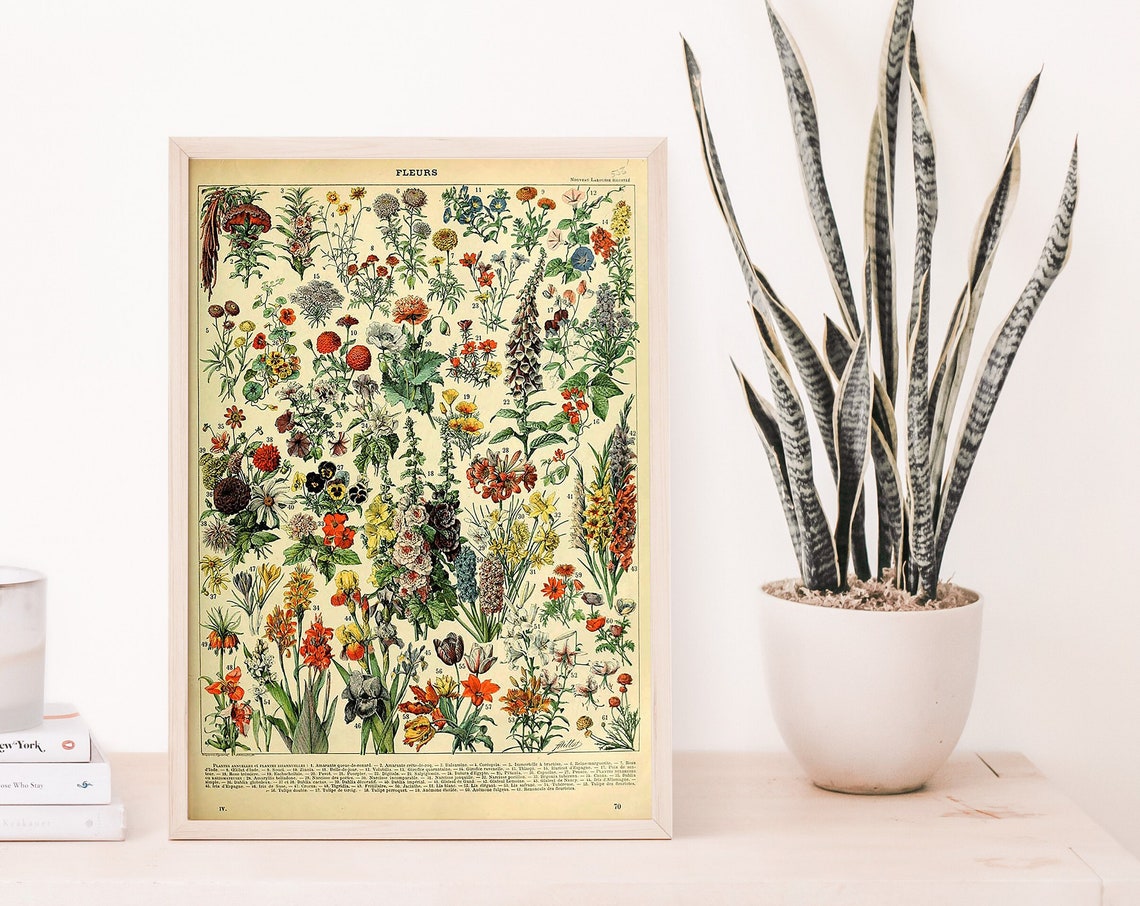 Vintage Flower Print Adolphe Millot Poster Botanical Illustration Wall Art Bedroom Decor