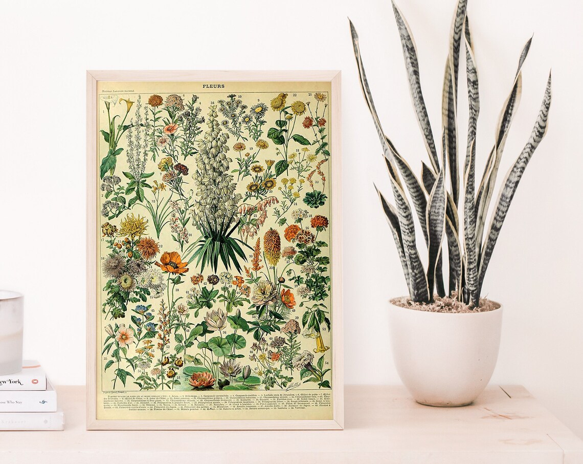 Adolphe Millot Wildflowers French Vintage Botanical Flower Art Poster