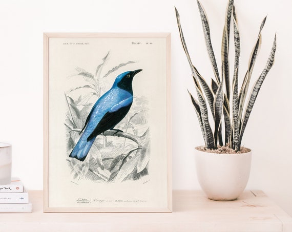 Bird Illustrations Square Tailed Drongo Poster Art Charles Dessalines D Orbigny Botany Home Decor