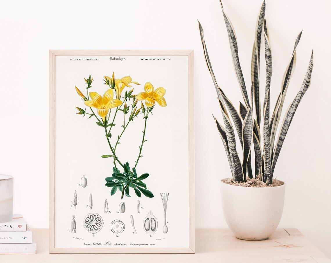 Yellow Lily Botanical Illustration Vintage Floral Garden Wall Art