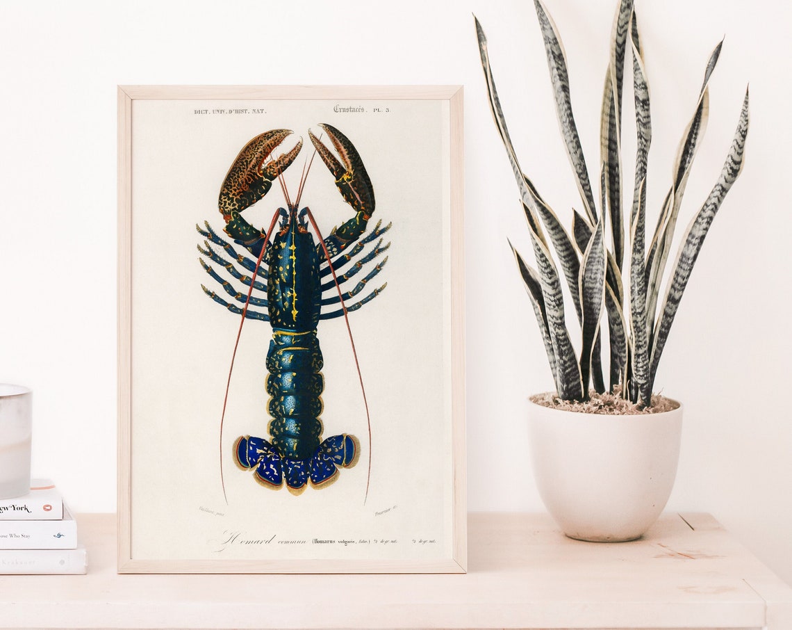 Common Lobster Vintage Marine Illustration Nautical Kitchen Wall Art