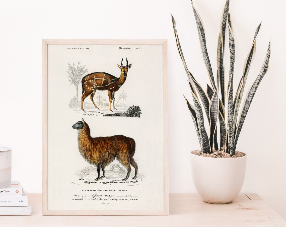 Alpaca Vintage Print Antique Animal Painting Poster Wall Art Decor Science Illustration