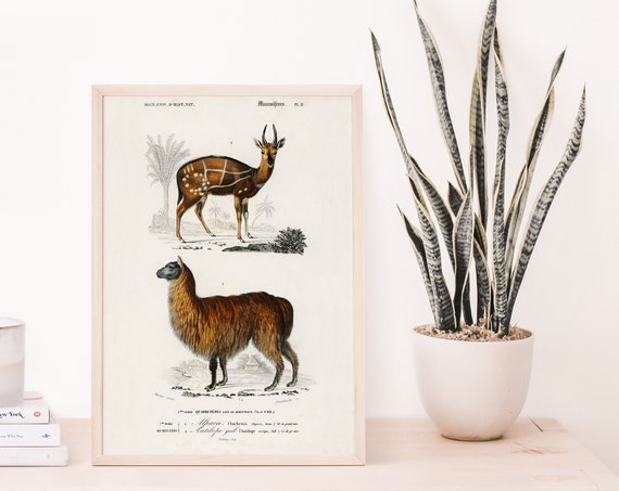 Alpaca Vintage Print Antique Animal Painting Poster Wall Art Decor Science Illustration