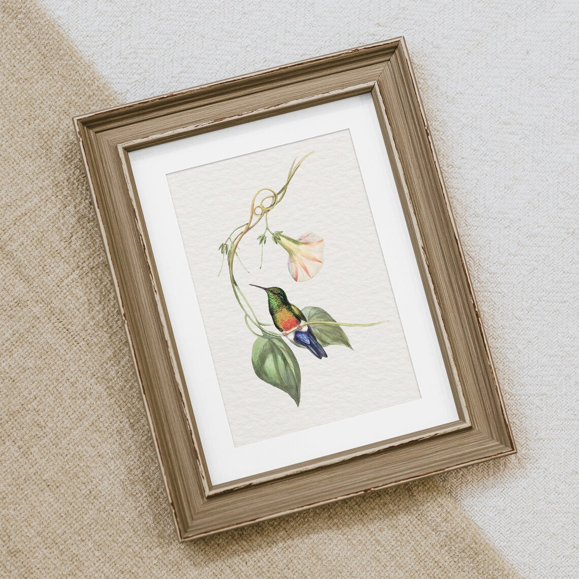 Colorful Hummingbird Botanical Watercolor Morning Glory Vine Art Print - Image 2