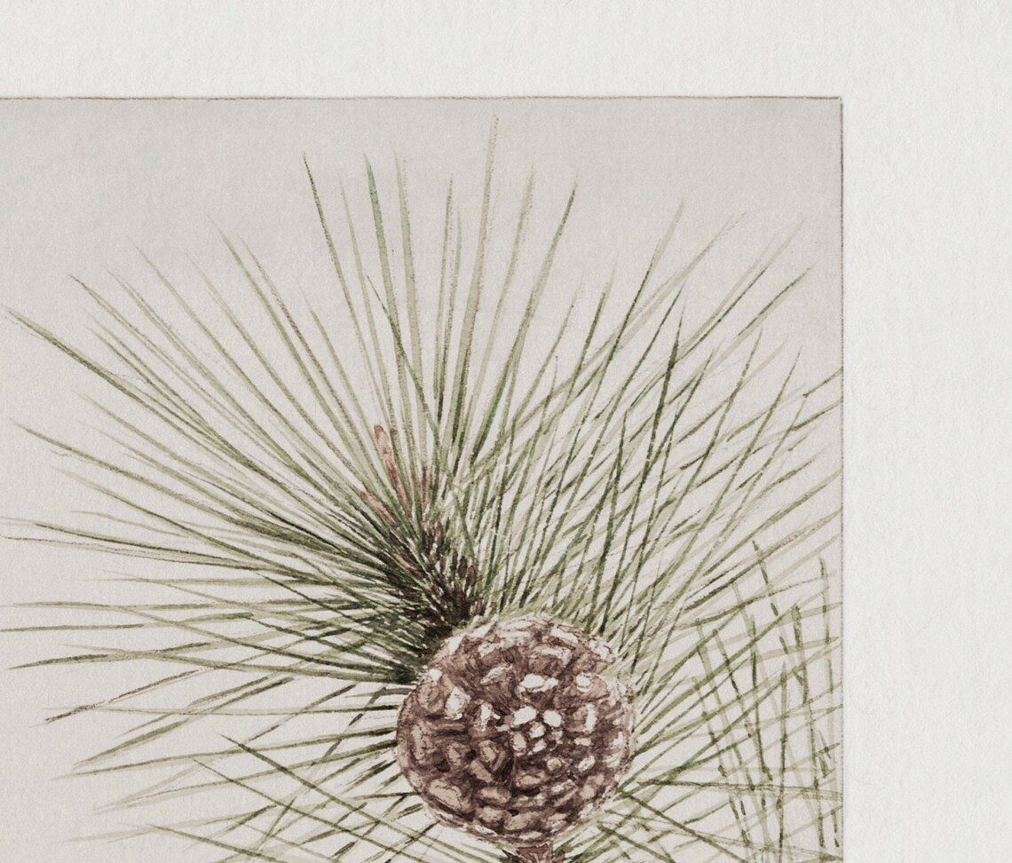 Matsu Pine Vintage Winter Botanical Art Print - Image 2