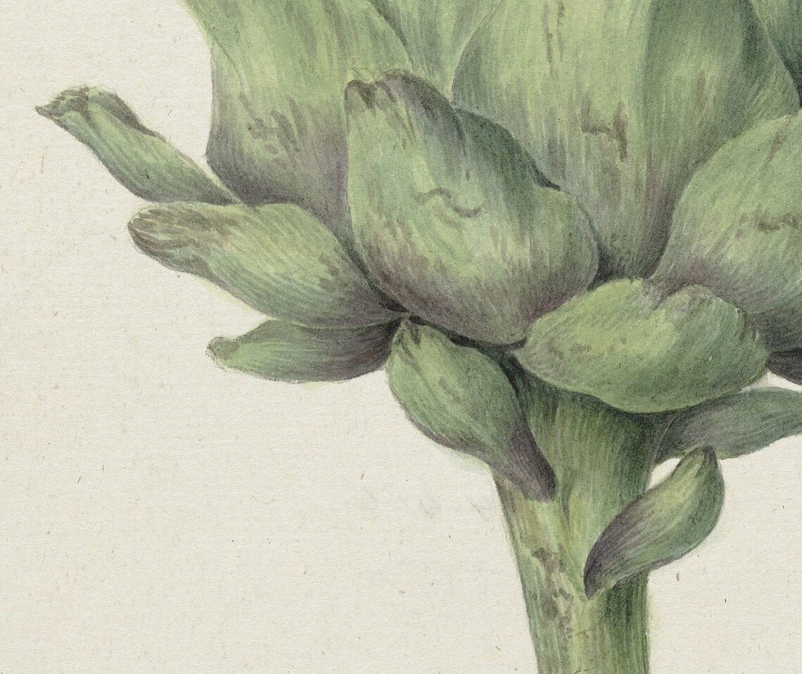 Green Artichoke Vintage Vegetable Botanical Art Print - Image 3