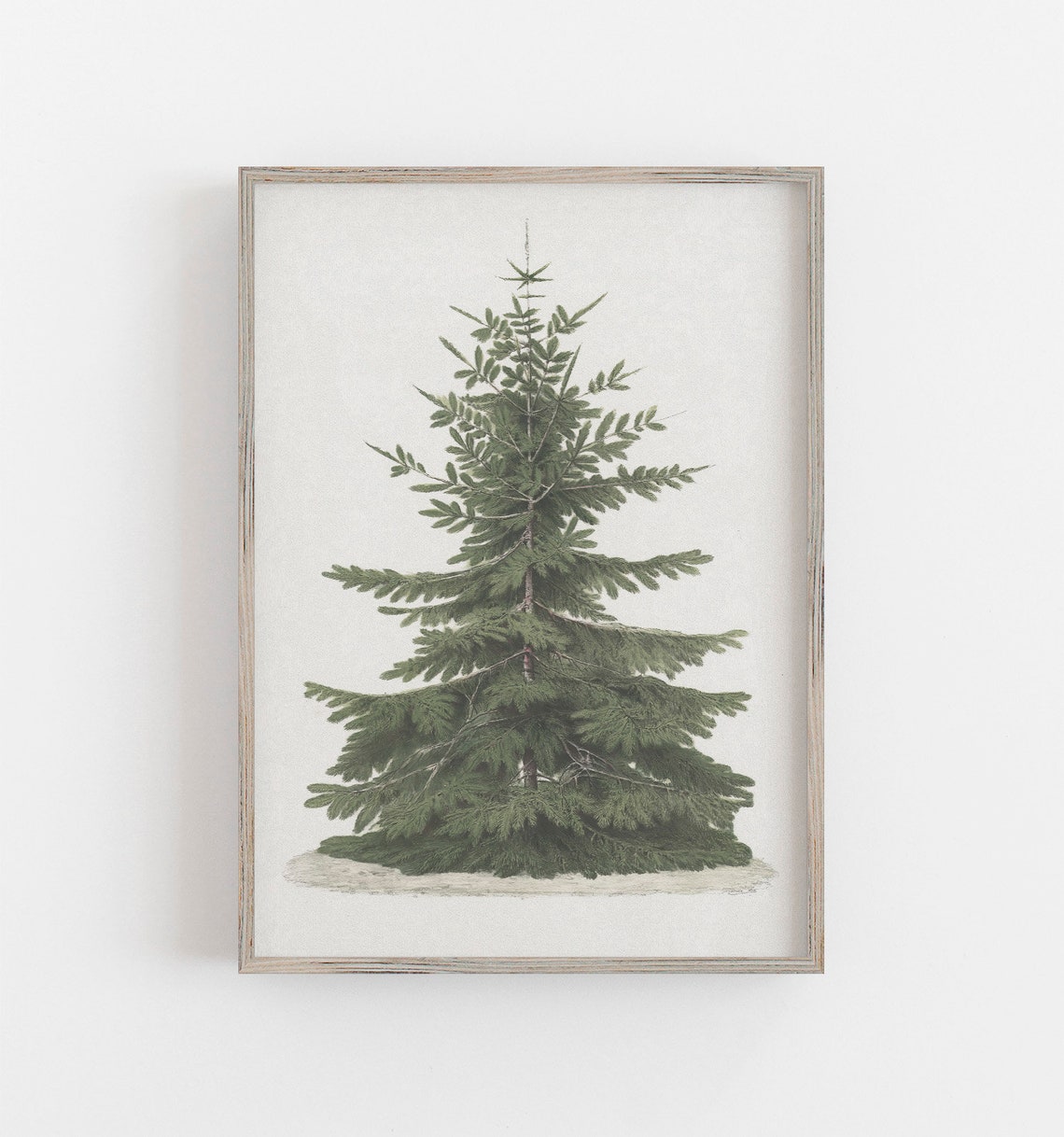 Evergreen Spruce Botanical Tree Art Vintage Christmas Wall Art