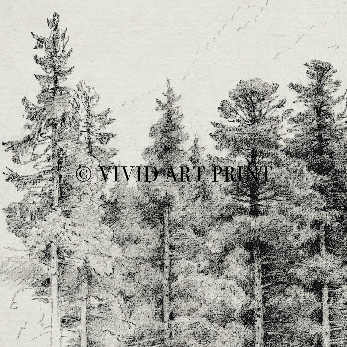 Pine Tree Forest Pencil Drawing Art Vintage Nature Home Decor Vivid Art Print Pf 307 - Image 4