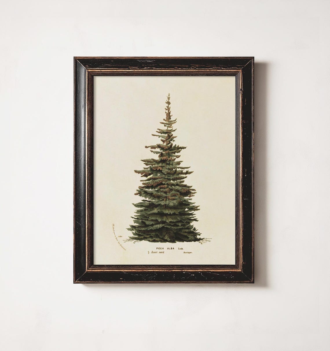 Neutral Christmas Tree Botanical Illustration, Vintage Art Print - Image 2
