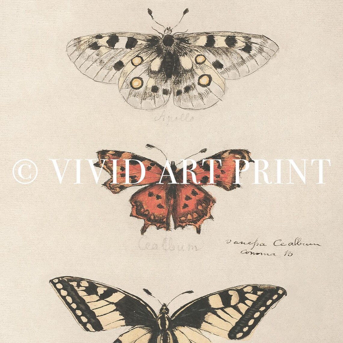 Retro Butterfly Illustration, Vintage Art Print - Image 4