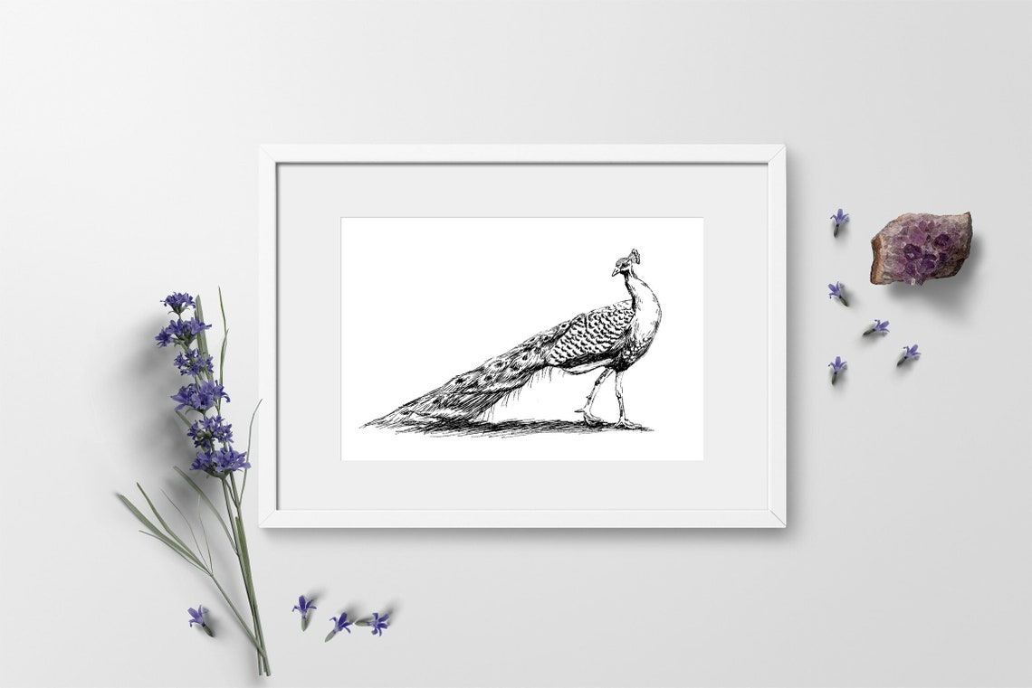 Peacock Ink Sketch Elegant Bird Line Art Black White Nature Poster