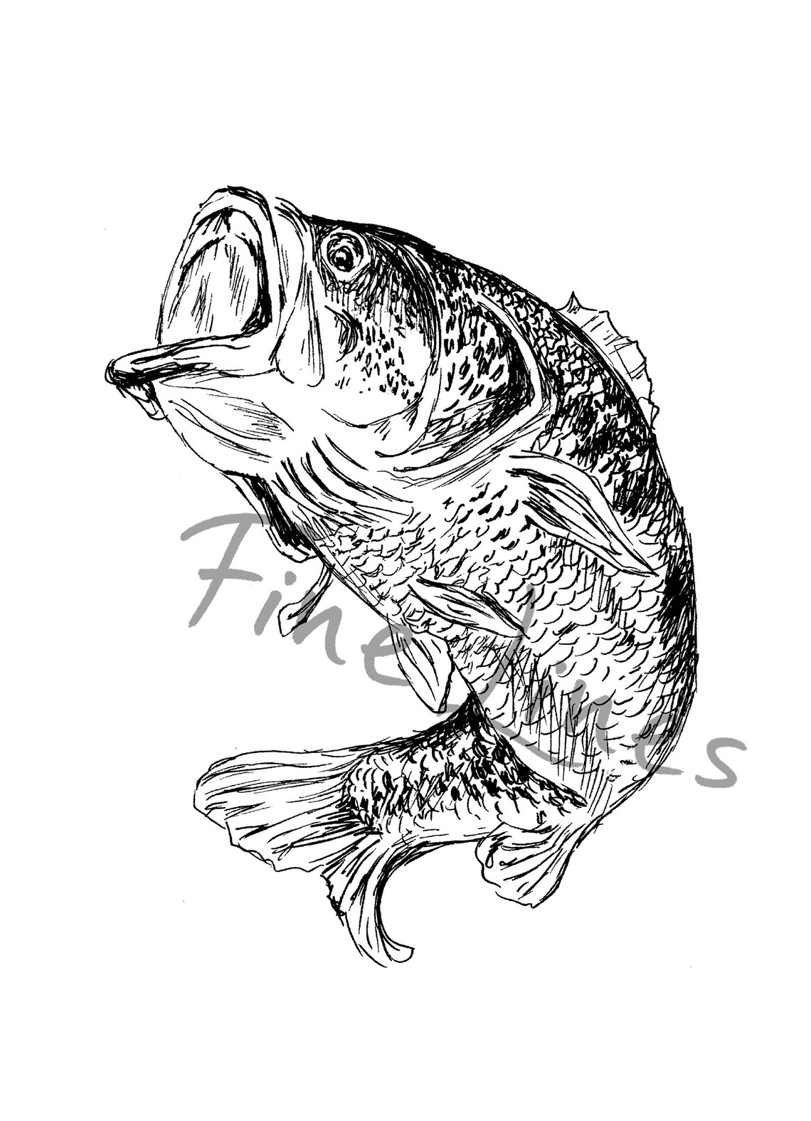 Bass Fish Black And White Art Print - Image 2