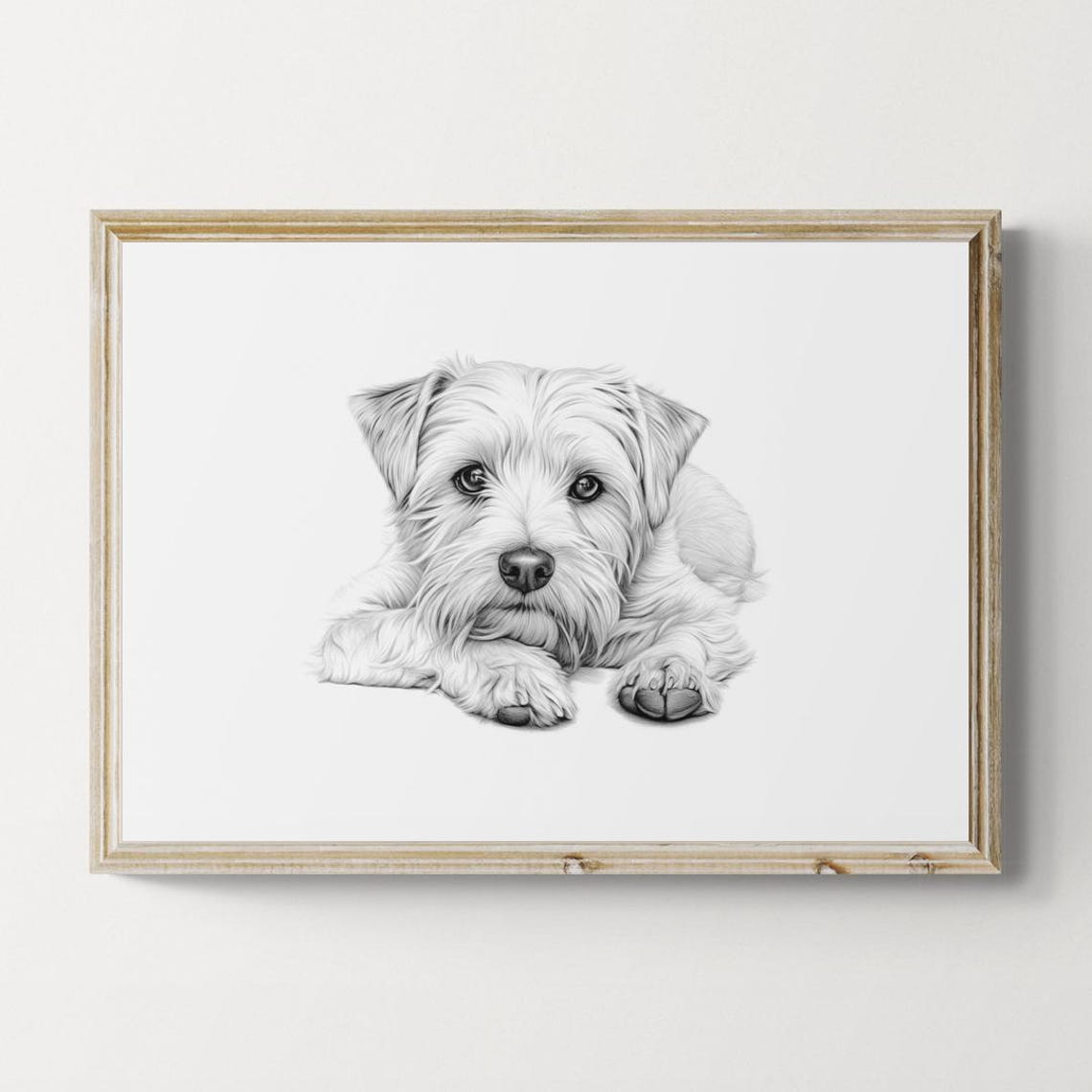 Norfolk Terrier Small Wiry Puppy Sketch Lying Down Vintage Dog Poster