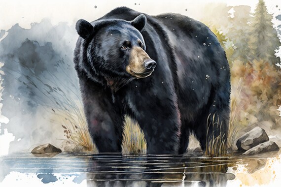 Black Bear Watercolor Wading Stream Wildlife Nature Wall Art