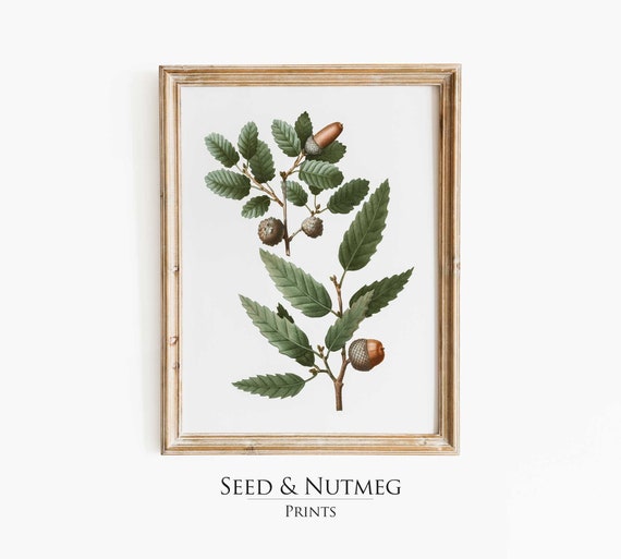 Oak Tree Branch Vintage Painting Wall Art Print Watercolor Boho Modern Cottage Decor 56