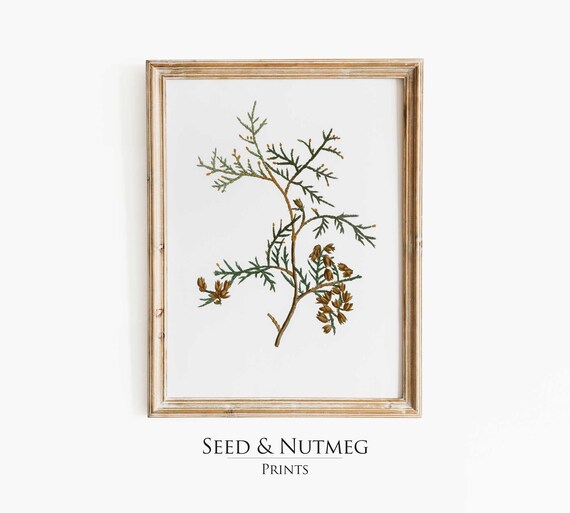Minimalist Pine Tree Branch Sprig Vintage Botanical Art Print