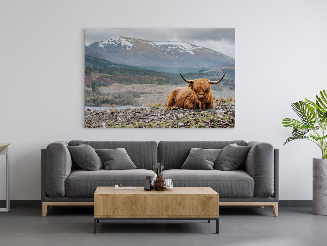 Highland Cow Resting in Scotland with Snowy Mountains Photo Poster - Image 2