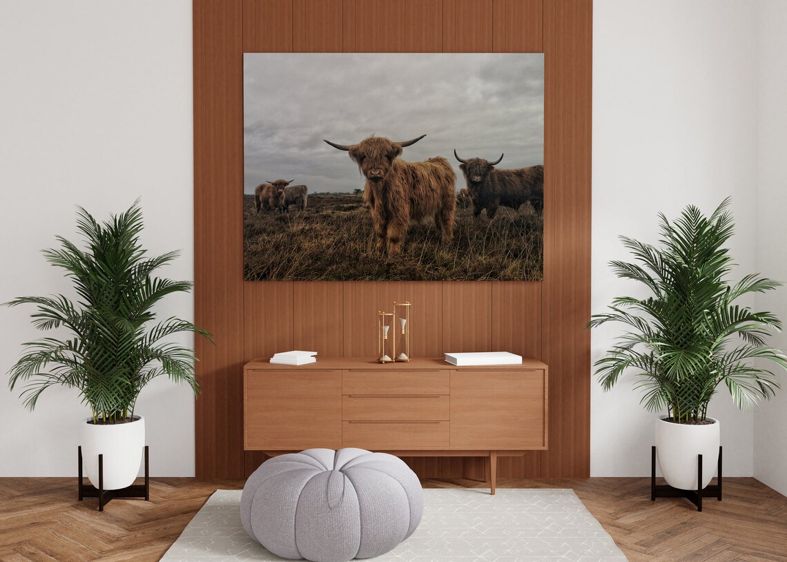 Highland Cattle Herd Standing On Misty Moorland Field Poster - Image 2