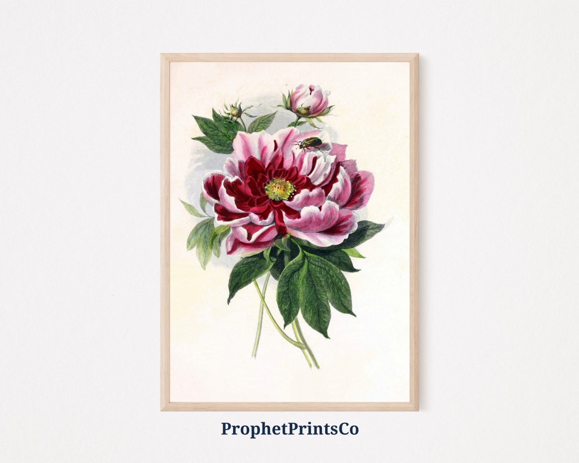 Pink Peony Vintage Botanical Illustration French Farmhouse Poster