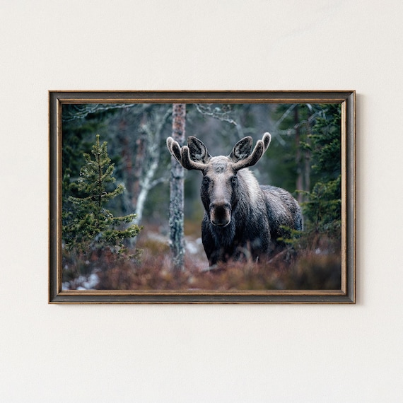 Moose Photography Print Swedish Wildlife Wall Art