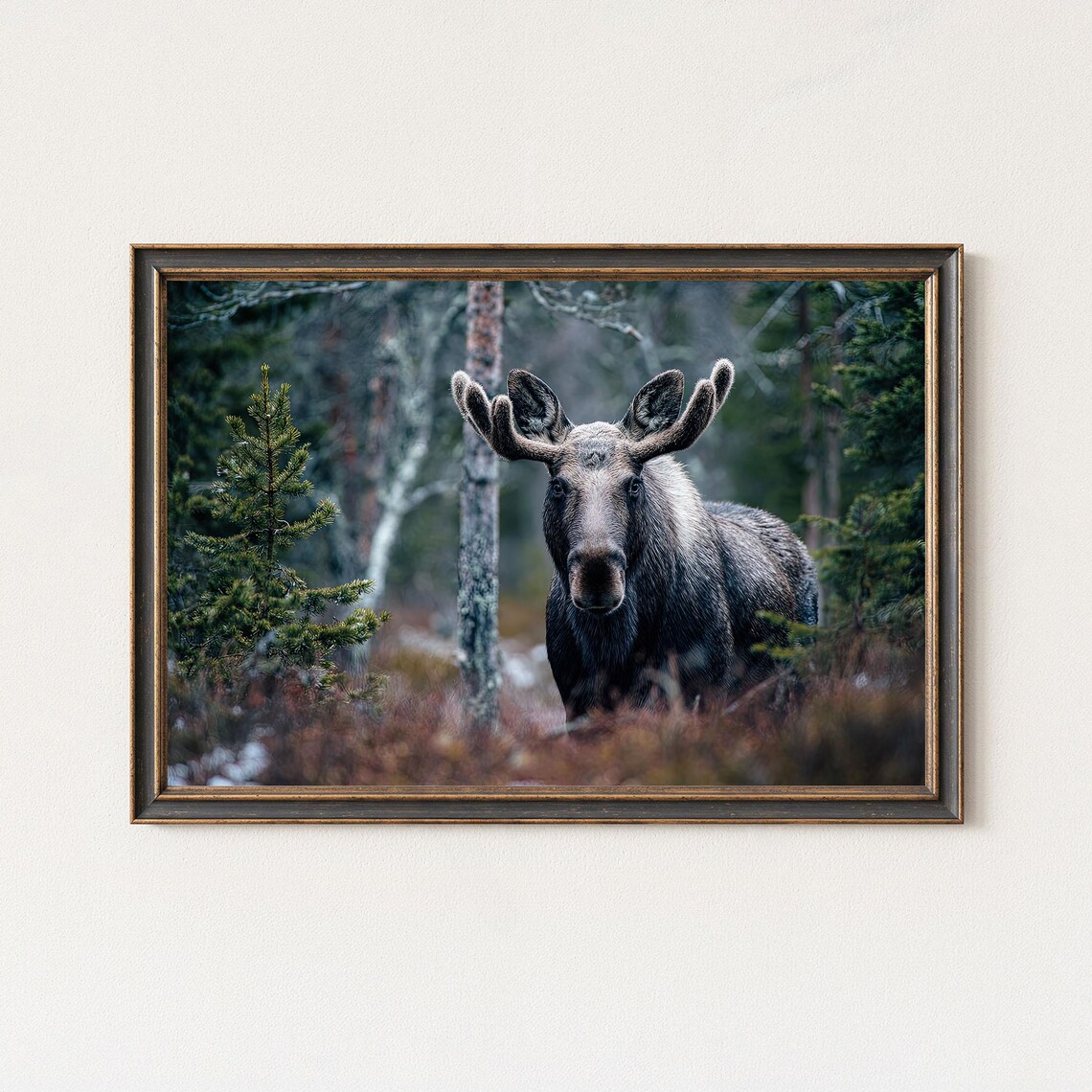 Moose Photography Print Swedish Wildlife Wall Art