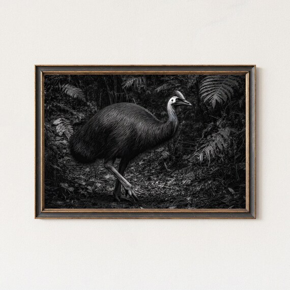 Wild Cassowary Bird In Rainforest Black And White Photo Poster